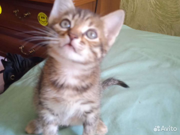 Котёнок в дар