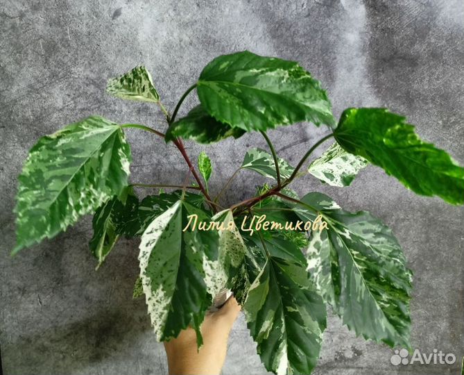 Гибискус Snow Queen