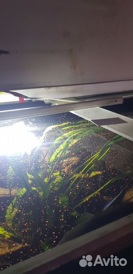 Корм для аквариумных рыб