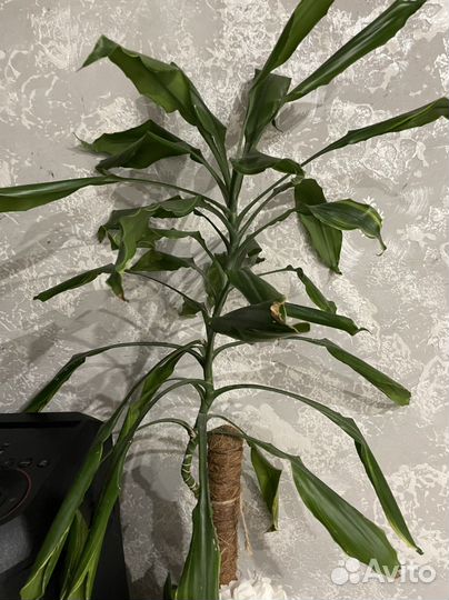 Пальма юкка