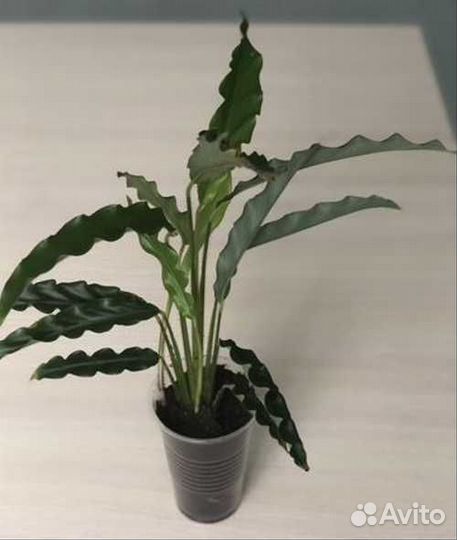 Калатея Руфибарба