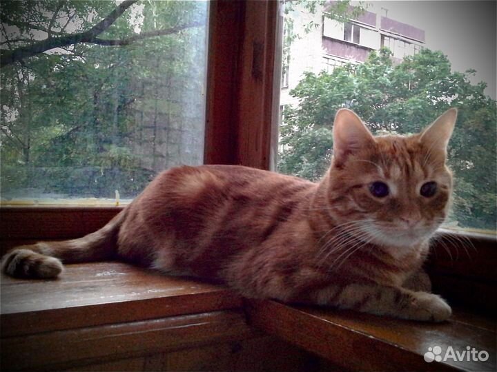 Котик Коржик 4 года