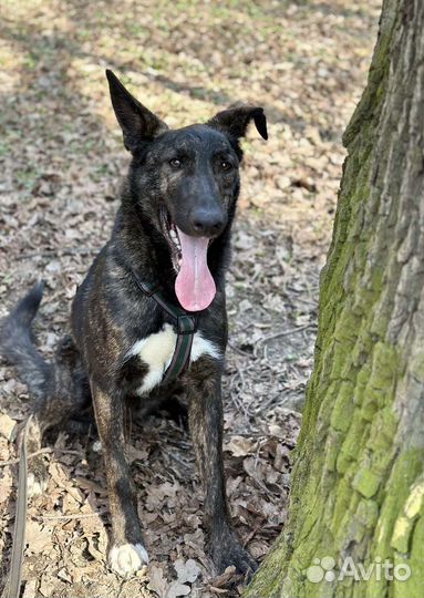 Собака в дар