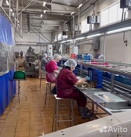 RT Вахта в Псков/Фасовка рыбы/Ежедневные выплаты