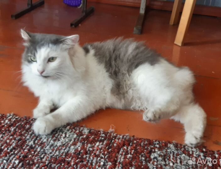 Котик в добрые руки