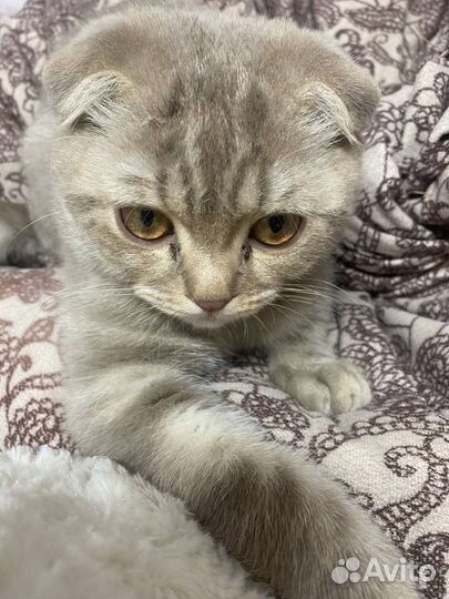 Шотландский вислоухий кот