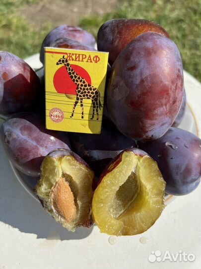 Черенки для прививки из беларуси