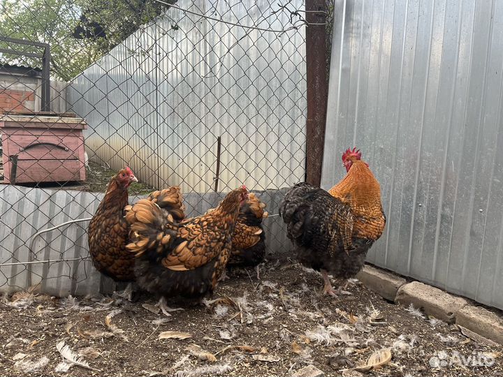 Цыплята пород: Орпингтон, Конхенхин, Русская хохл