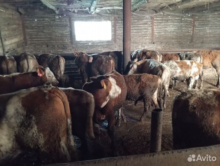 Телята бычки сементалы