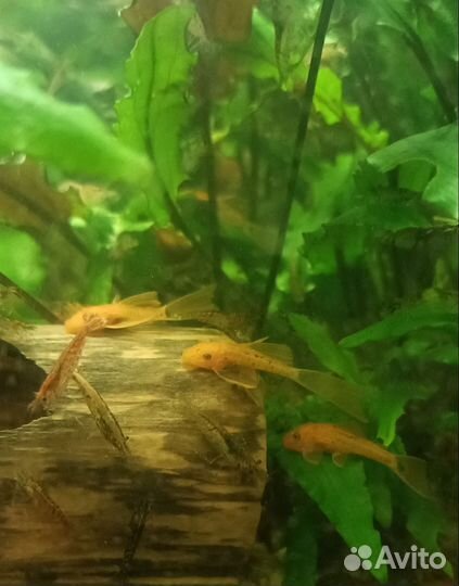 Анциструсы супер ред вуаль, L 393