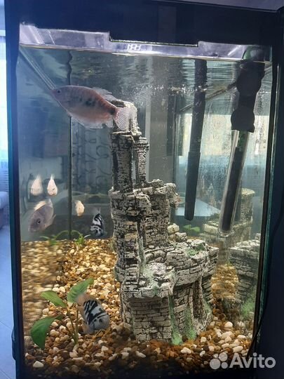 Аквариум