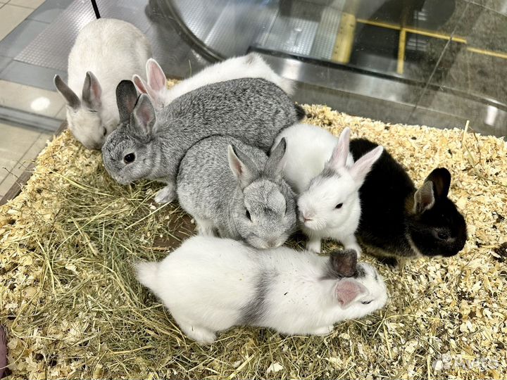 Декоративные кролики