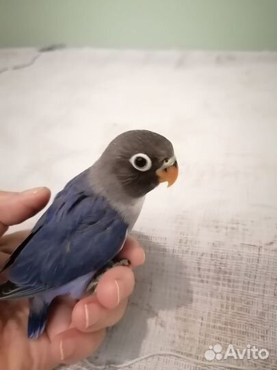 Попугаи Неразлучники птенцы