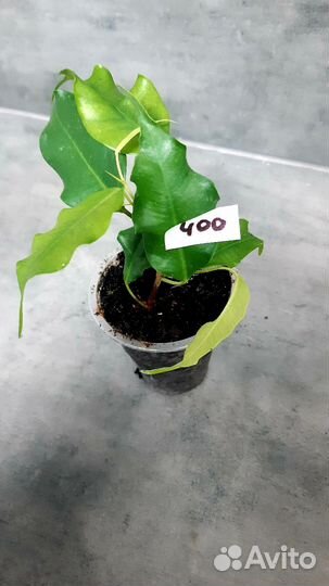 Фикус голден моник