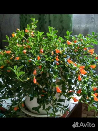 Нематантус, гипоцирта