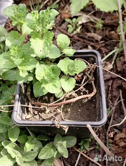 Мята сортовая