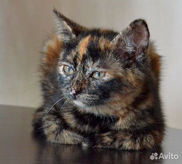 Трехцветный котенокв дар счастье в дом бесплатно