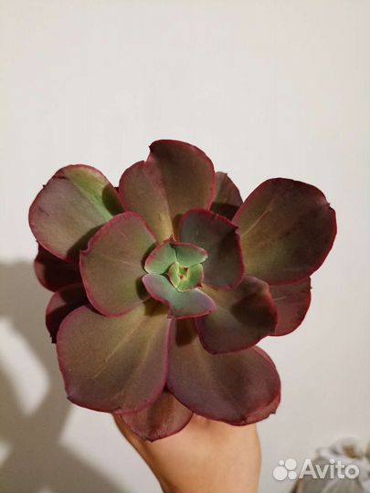 Кактусы и суккуленты