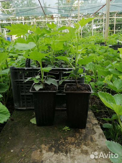 Саженцы смородины Тисель