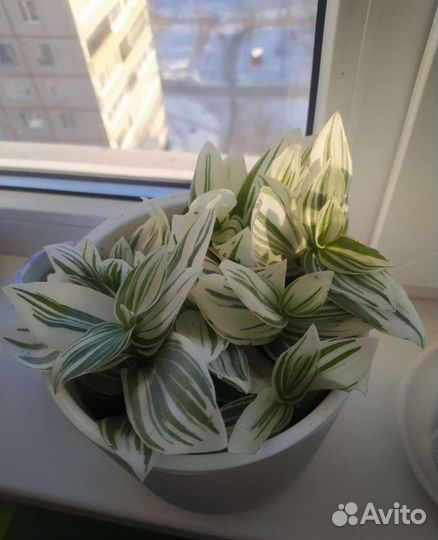 Традесканция альбифлора