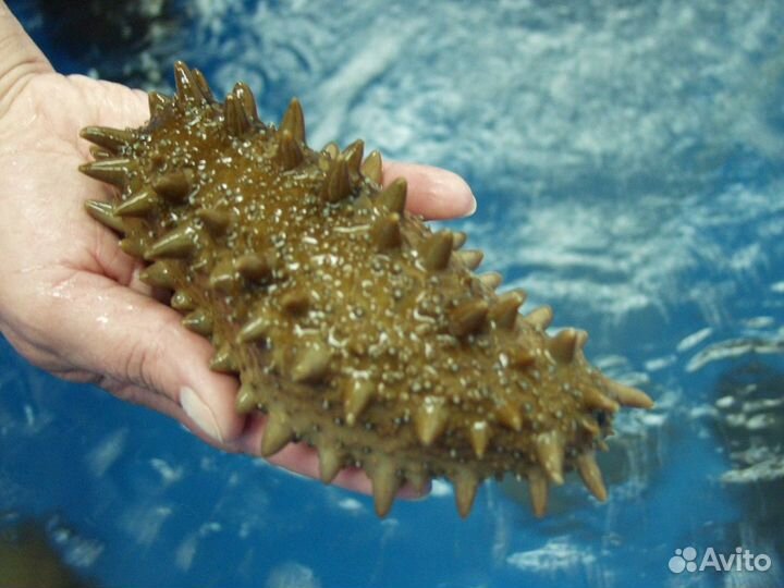 Трепанг на меду