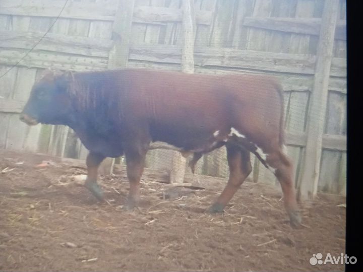 Коровы, и бычок