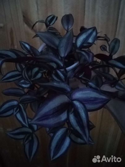 Традесканция