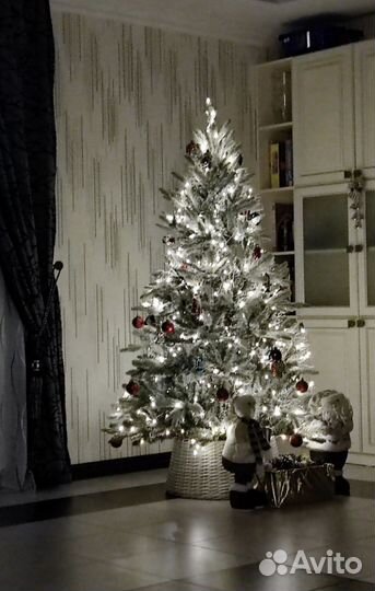 Ель заснеженная arona