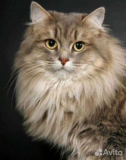 Передержка кошек и собак (и выгул собак)