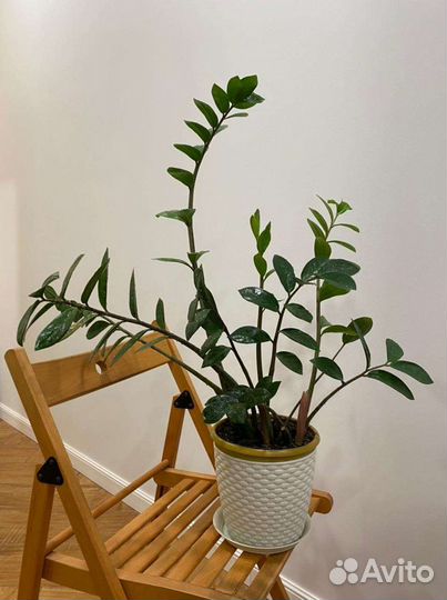 Замиокулькас