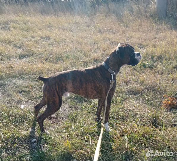 Передержка собак и кошек