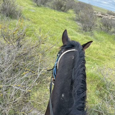 Лошадь меринь