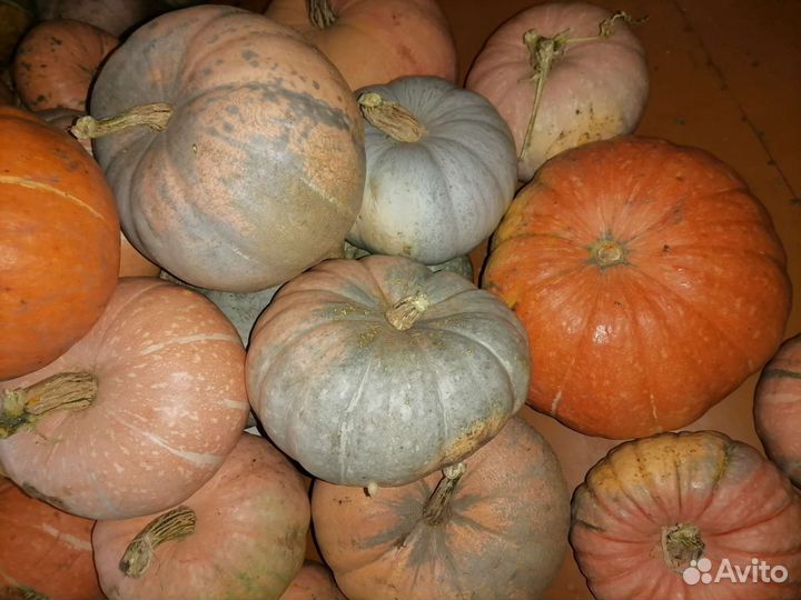 Тыква продаю