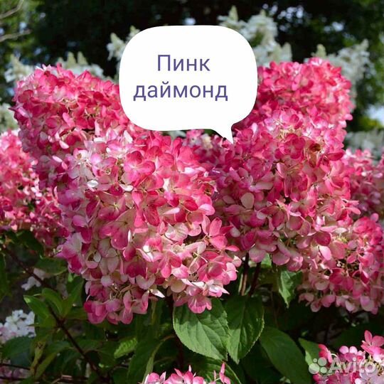 Метельчатые гортензии