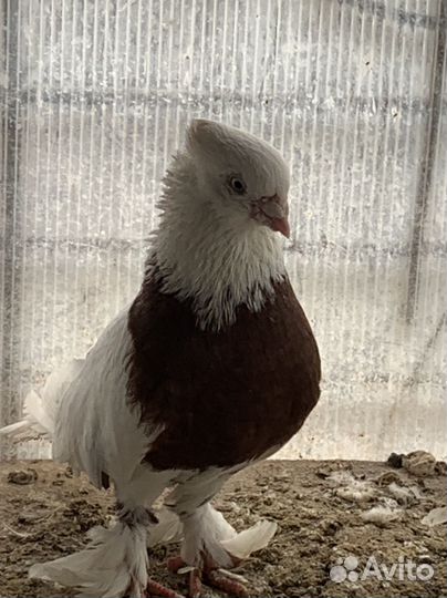 Андижанские голуби и узбеки