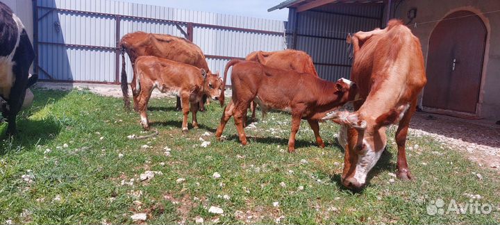 Корова с теленком