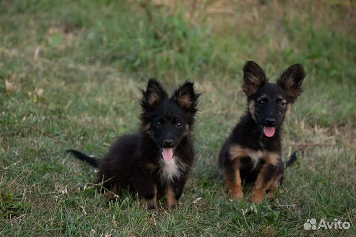 Собака в добрые руки отдам бесплатно
