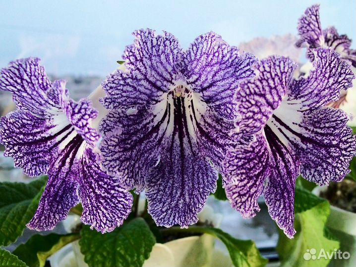 Стрептокарпусы