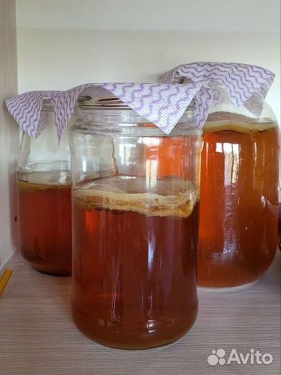 Чайный гриб комбуча