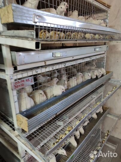 Клетка для перепелов на 50 и 200 штук