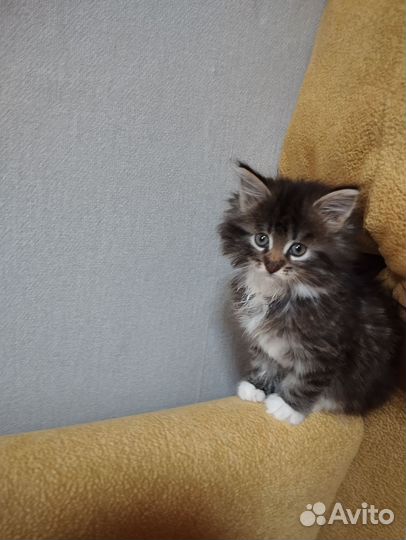 Котята девочки