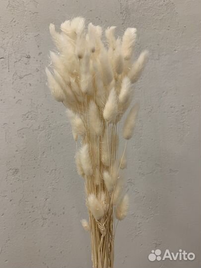 Сухоцветы оптом лагурус, лаванда, хлопок, пшеница