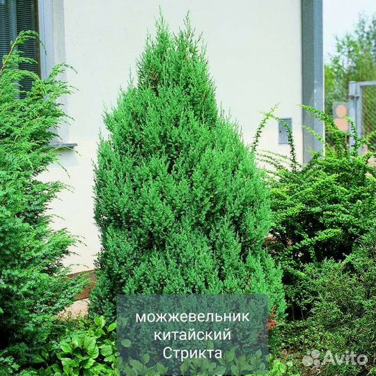 Можжевельник кипариссовик ива самшит