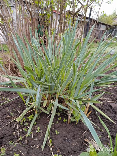 Декоративные злаки