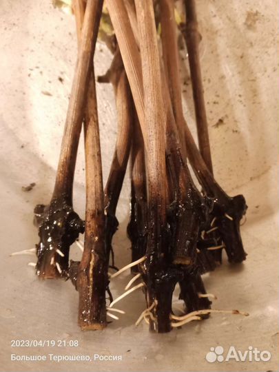 Саженцы винограда разных сортов