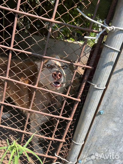 Отдам в добрые руки