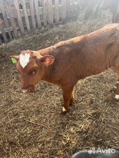 Телята бычки скот с доставкой до двора