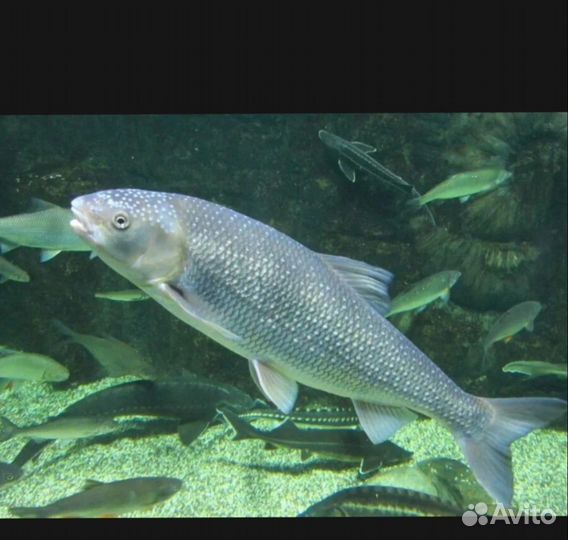 Продажа живая рыба
