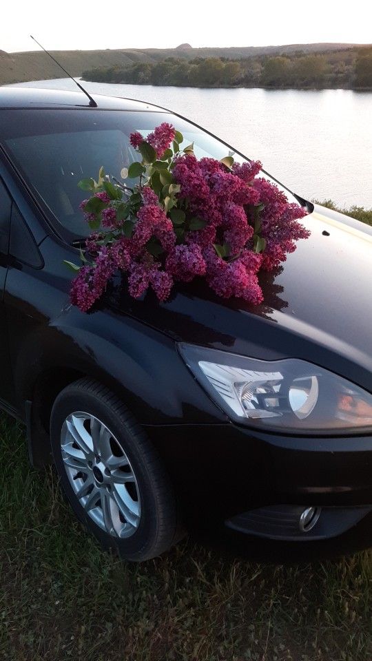 Ford Focus: фото владельца
