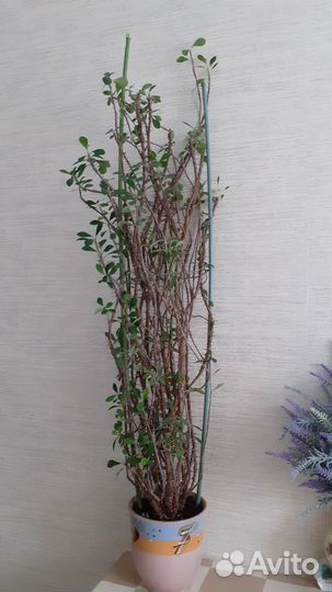 Молочай Миля